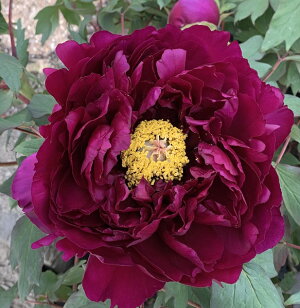 楽天市場 花なし 現品 ボタン 牡丹 苗木 麟鳳 リンポウ 7号 76 千草園芸