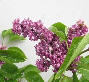 CbN@~ZXGh[hn[fBO@c؁@7|bgAiv04j