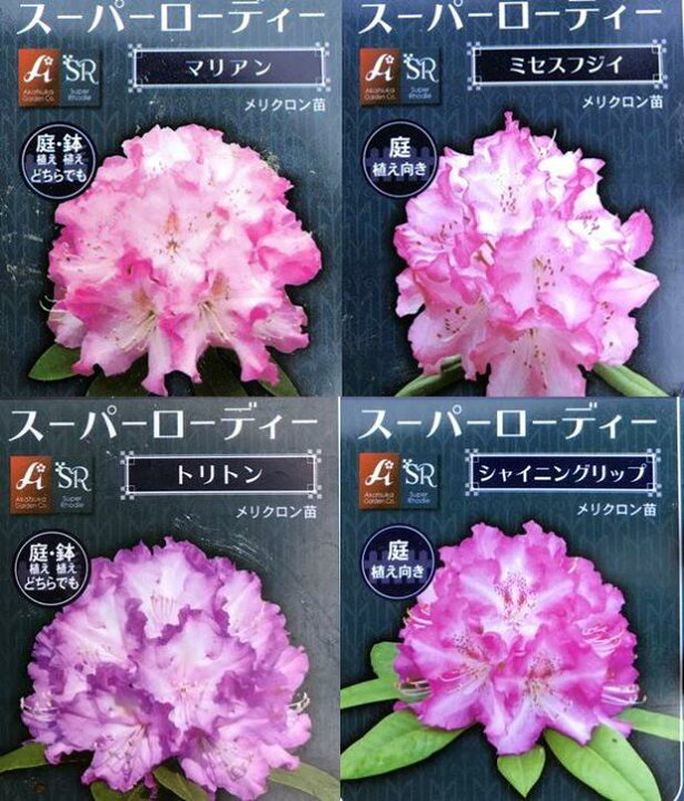 楽天市場 品種で選べる 西洋シャクナゲ 石楠花 メリクロン苗 6号苗 A10 千草園芸