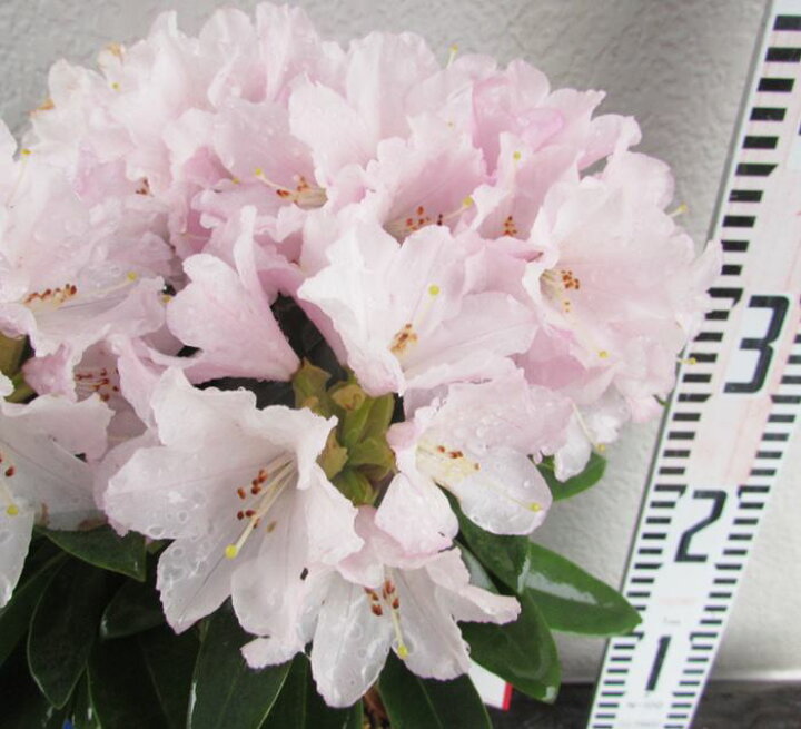 楽天市場 花終わり 西洋シャクナゲ 石楠花 桃色吐息 モモイロトイキ メリクロン苗 6号鉢苗 千草園芸