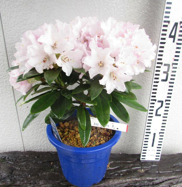 楽天市場 花終わり 西洋シャクナゲ 石楠花 桃色吐息 モモイロトイキ メリクロン苗 6号鉢苗 千草園芸