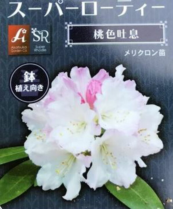 楽天市場 花終わり 西洋シャクナゲ 石楠花 桃色吐息 モモイロトイキ メリクロン苗 6号鉢苗 千草園芸