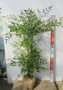 植木 盆栽 白南天の人気商品 通販 価格比較 価格 Com
