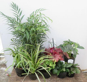 植木 盆栽 日陰の人気商品 通販 価格比較 価格 Com