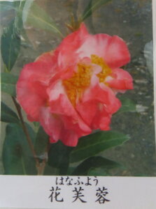 i@ցicoLjԕu(nitE)@8cT136