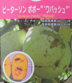 楽天市場 ポポー ワバッシュの通販