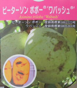 �y���i/P506�z�|�|�[�@���o�b�V��(�E�H���o�b�V��)�@�ڂ��ؕc�@������90cm�@�s�[�^�[�\���|�|�[�s�ʎ����y���߂�c�؁t(z01)