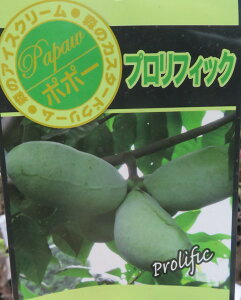 ポポー プロリフィック 接ぎ木苗 5号 《果実を楽しめる苗木》