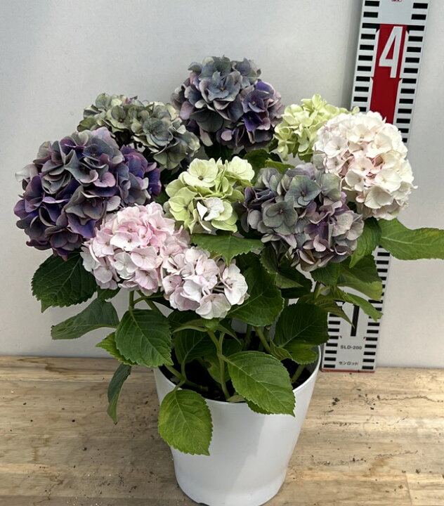 楽天市場】【予約品】【開花株】アジサイ（紫陽花・あじさい）新品種 