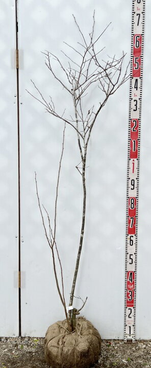 楽天市場】【現品】ナツハゼ 株立ち 苗木 樹高1.5m N557 : 千草園芸