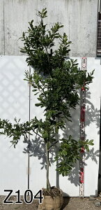 yiz}iRj@iYCREjc؁@1.8m`@؁@A