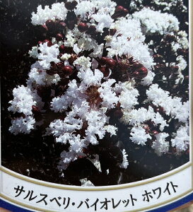 yiztTXx@oCIbgzCgij@c؁@1.7m@A656@ubN[t