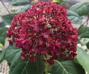 yOǗczViAix@o[KfBACiԉԃAixj6Ay25N׊z