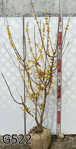 【現品発送】マンゲツロウバイ(満月蝋梅)大株  苗木 樹高約1.6m【落葉後発送】