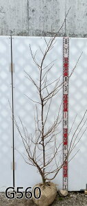 yizGSmL(GS̖)@sN`C@c؁@1.5m`yt㔭z