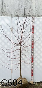 yIׂ錻iz`VI~W(gt)@劔@1.8m`@c؁ygt@t@A؁z