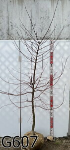 yIׂ錻iz`VI~W(gt)@劔@1.8m`@c؁ygt@t@A؁z