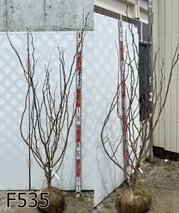 yIׂ錻iz}omL@@c 1.6myt㔭z