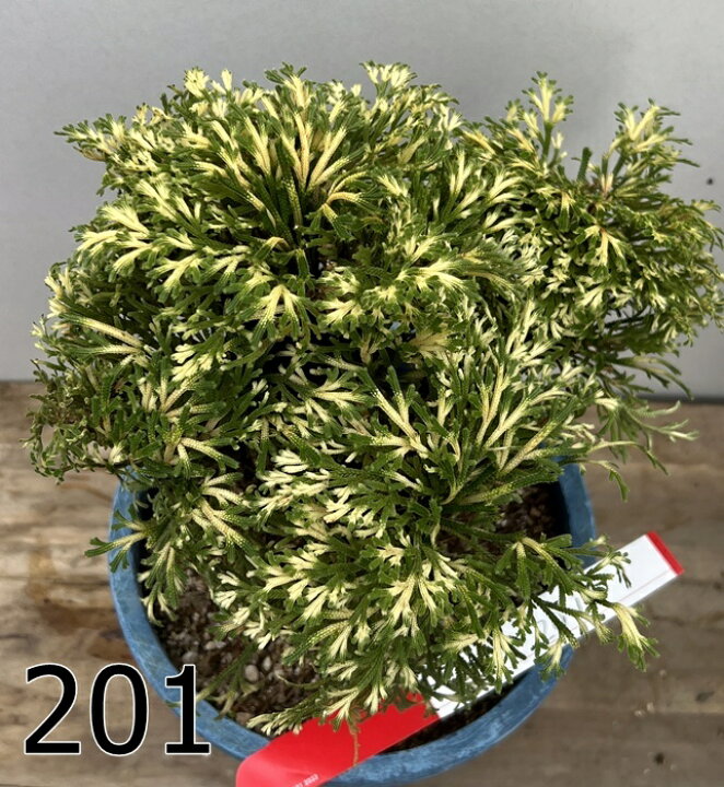 楽天市場】【現品販売】イワヒバ 6号鉢植え 斑入り葉～緑葉 : 千草園芸