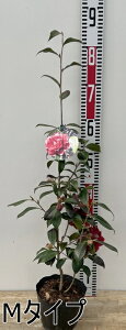 椿(ツバキ)八重黒椿(ヤエクロツバキ) 苗木 5号鉢植え