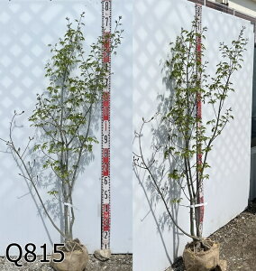 yi̔zAI_@@R`@c؁@1.5m@Q815