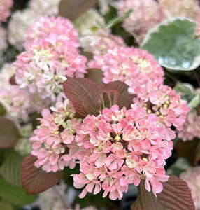 ro[i@sNIIf}u[YG[Xv 5c(v03)