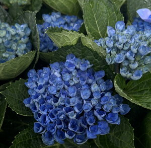 yԏIzAWTCizԁEAWTCj }WJ{[V@r^[u[@6cy25N׊z