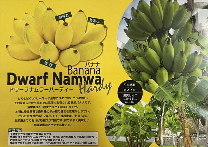 楽天市場】バナナ ドワーフナムワ ハーディー 苗木 5号(w02) : 千草園芸