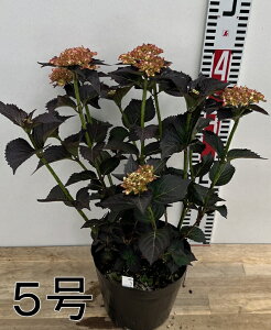 大きさで選ぶ【屋外管理苗】アジサイ(紫陽花・あじさい) ライトマイファイヤー 4.5号〜5号大苗