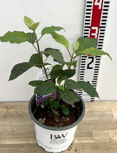 yOǗczsNAixizԁEjr[̃Aixi~jr[j@5|bgAy25N׊z