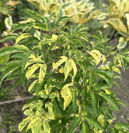 【現品】斑入りアオダモ（フイリアオダモ）　樹高約1.4m　接ぎ木苗木