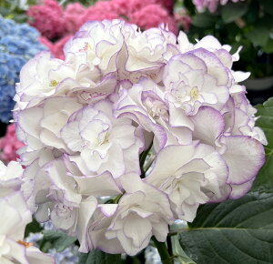 【花終わり】アジサイ(紫陽花・あじさい)イリス ブルー(パープル) 6号苗【25年入荷株】