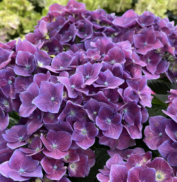 楽天市場】【開花株】アジサイ（紫陽花・あじさい） ディープパープル 