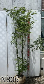 【現品発送】アオダモ 株立ち　苗木　樹高約1.6m～