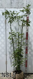 【現品発送】アオダモ 株立ち　苗木　樹高約1.6m～