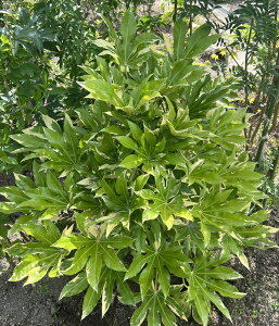 yiz胄cf(tCcf)@oGK[^@劔@c؁yMz1012