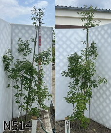 【選べる現品】アオダモ 　株立ち　苗木　樹高1.8m～