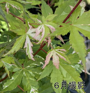 ~W @߁iATqdjڂؕc@c؁@4.5(y07)