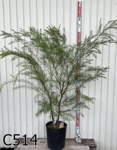 yi̔zAJVA@eT@劔@10A(h30)