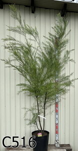 yi̔zAJVA@eT@劔@10A(h30)