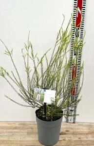 メラレウカ リナリーフォリア アルミラリスピンク 5号鉢植え(e12)