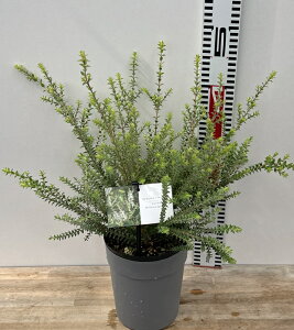 メラレウカ スクアロッサ センテッドペーパーバーグ 5号鉢植え(k01)