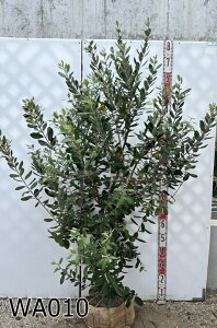 yIׂ錻iztFCWA }X@TCY@c؁@1.5m