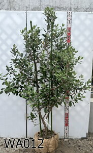 yIׂ錻iztFCWA }X@TCY@c؁@1.5m