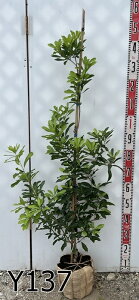 yIׂ錻iz}(R)@X(O`jc؁@1.2m