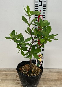 ԒԁiLoiW`EQjic{EY@5@c(i03)