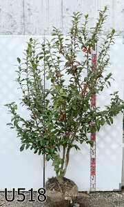 yIׂ錻izu[x[ `h[@劔@c؁@1.7m`ym[UnCubVnz