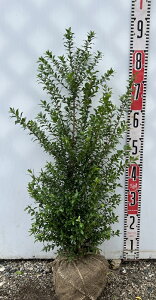 MoCJ(~)@c؁@劔@70cm