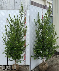 yizMoCJ(~)@c؁@c@1.7m