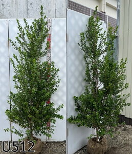 yizMoCJ(~)@c؁@c@1.7m